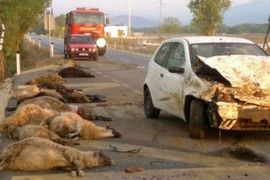Crnogorac oborio rekord: Automobilom ubio 14 ovaca i 7 koza