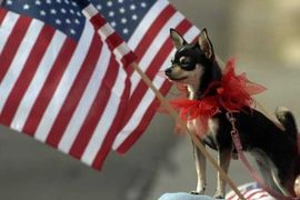 Životinje kandidati na američkim izborima