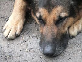 Pas koji 6 godina čuva vlasnikov grob