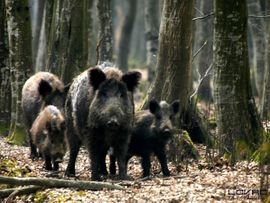 Gladne divlje svinje uništavaju kukuruz
