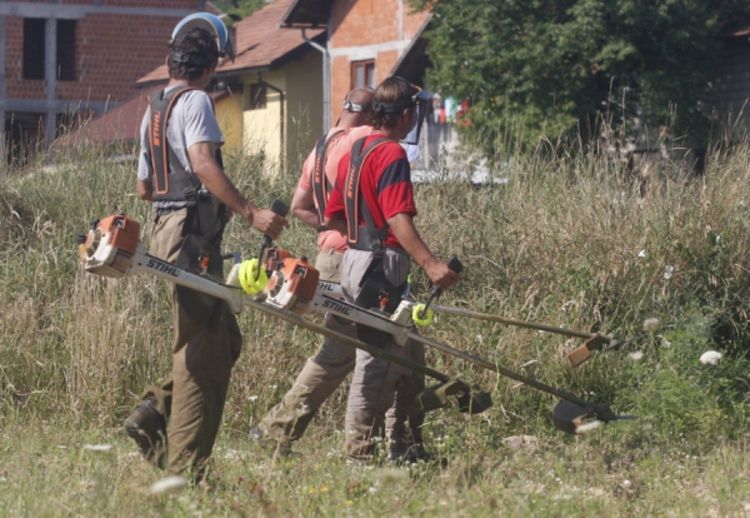 Poziv građanima da se uključe u uništavanje ambrozije