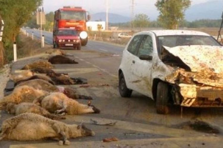 Crnogorac oborio rekord: Automobilom ubio 14 ovaca i 7 koza