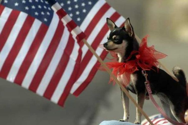 Životinje kandidati na američkim izborima