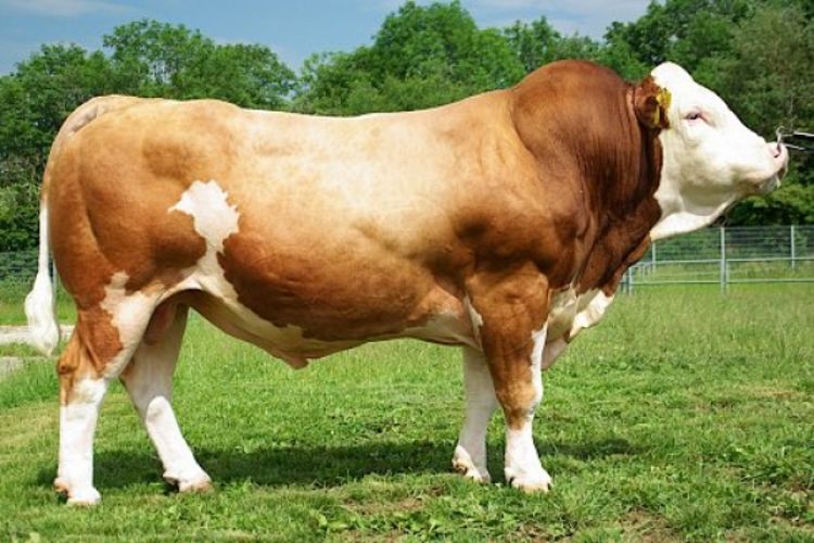 Bik ubio radnika veterinarske stanice