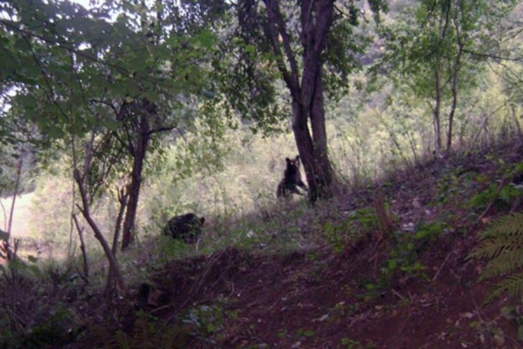 Lovci preuzeli brigu o mečićima