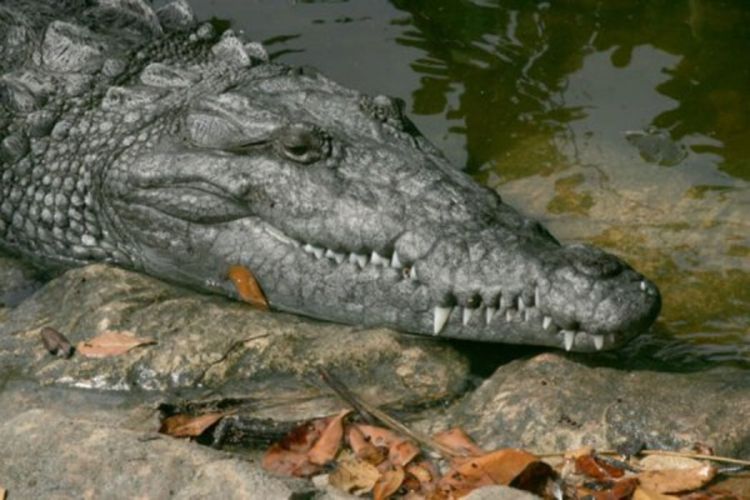  Krokodil slobodno šetao u prtljažniku aviona
