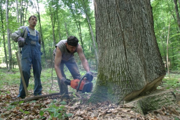 Šume RS u minusu 3,9 miliona KM