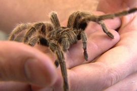 Carinici otkrili stotine otrovnih tarantula