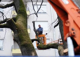Ruše čuveni stari hrast u Banjaluci?