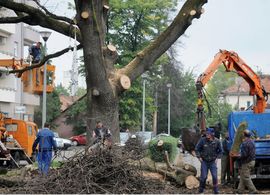 Orezane samo grane starog hrasta u Banjaluci