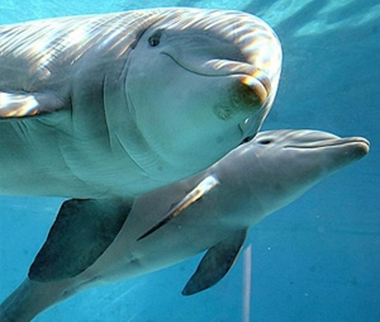 Delfini iz Kalifornije traže mine u Boki Kotorskoj