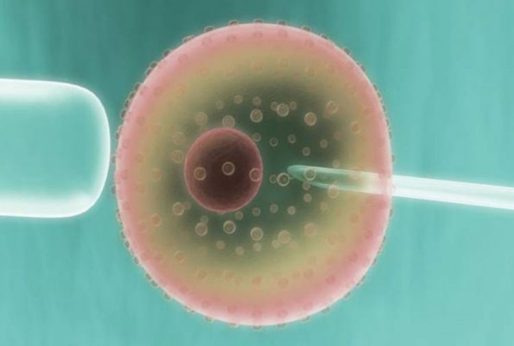 Prvi put stvorili bebe iz matičnih stanica