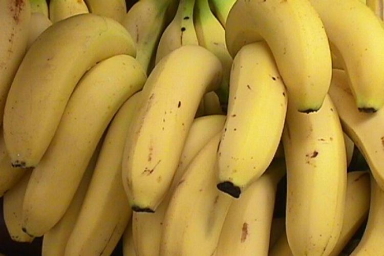 Osam tona kokaina u bananama za majmune iz zoo vrta