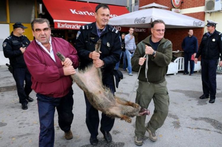 Invazija divljih svinja na Karlovac