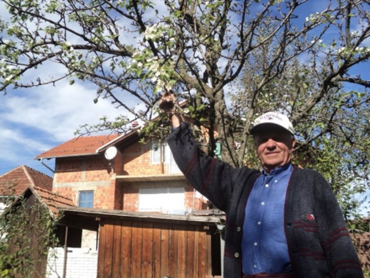 Kruška procvjetala usred oktobra