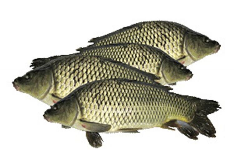 Ukrali 800 kilograma ribe