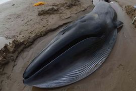 Na desetina delfina i kitova nasukano na plažama Tasmanije