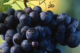 Vinogradi spaseni