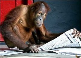 Čuvar zoo vrta uspavljuje orangutane čitajući im priče