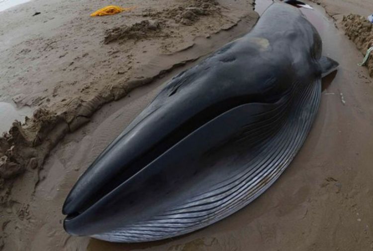 Na desetina delfina i kitova nasukano na plažama Tasmanije