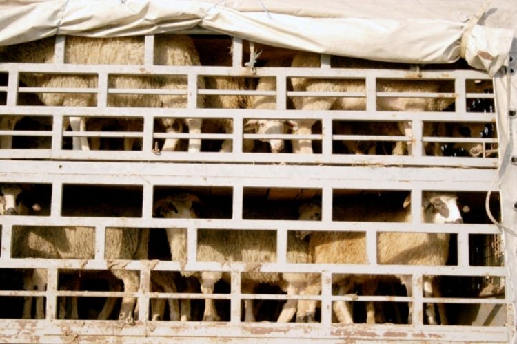 Uvoz stoke u RS 27 puta "teži" od izvoza