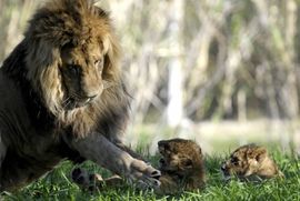 Sve manje životnog prostora za afričke lavove