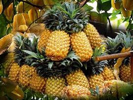 Australijanci prave ananas sa okusom kokosa