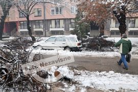 Stablo palo na automobil