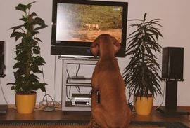 Šta psi vide kada gledaju TV?