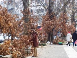 Banjaluka: Najtraženiji badnjaci od dvije marke