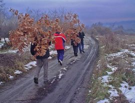 Sječa badnjaka bez incidenata na Kosovu