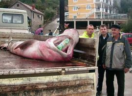 U Crnoj Gori uhvaćena ajkula teška 500 kilograma