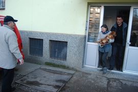 Doboj: Iz stana iznijeli 10 pasa lutalica