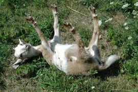Australija: Sud presudio u korist koze