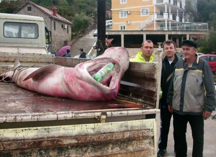 U Crnoj Gori uhvaćena ajkula teška 500 kilograma
