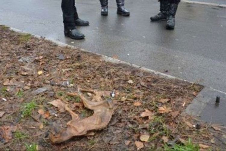 Monstruozno: Novosađani našli pečenu mačku