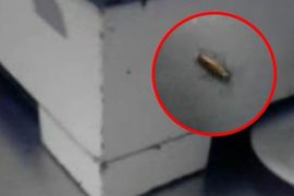 TAJNO SNIMLJEN VIDEO: Žohari preplavili bolničku kuhinju u Travniku