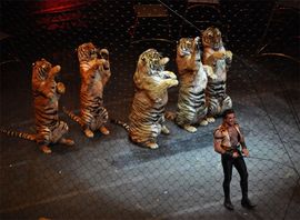 Tigar rastrgao dresera usred cirkuske tačke
