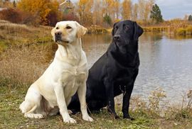 Labrador najpopularniji pas, prati ga njemački ovčar