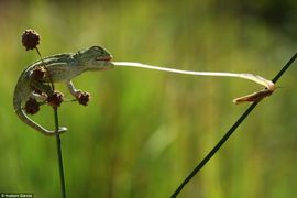 Fascinantne fotografije  na takmičenju kompanije Sony
