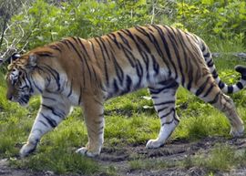 Tigar ubio krotitelja tokom cirkuske tačke