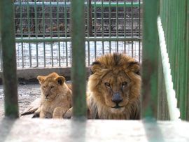 Lavovi krajem februara u sarajevskom Zoo vrtu