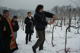 Simbolično orezana vinova loza