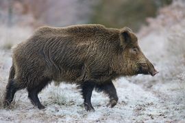 Divlje svinje nadmudrile lovce
