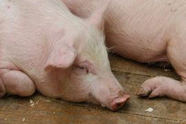 Uvoz stvorio probleme: Višak 5.000 svinja