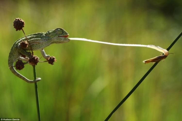 Fascinantne fotografije  na takmičenju kompanije Sony