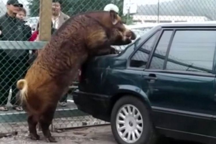 Napaljeni vepar dva sata brutalno silovao auto 
