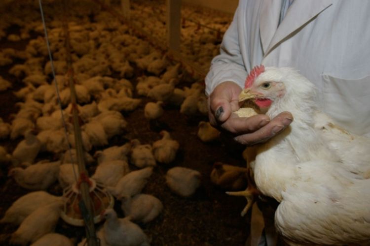 Alarmantni podaci: Jedemo meso koje košta 1,10 KM po kilogramu
