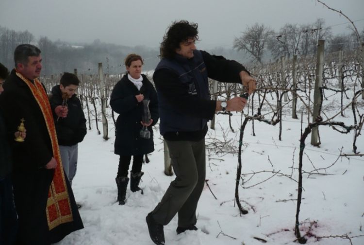 Simbolično orezana vinova loza