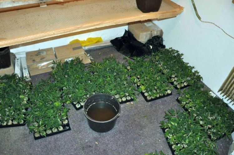 Marihuana dozvoljenja za medicinsko liječenje
